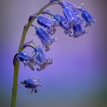 Bois De Hal Couette-café