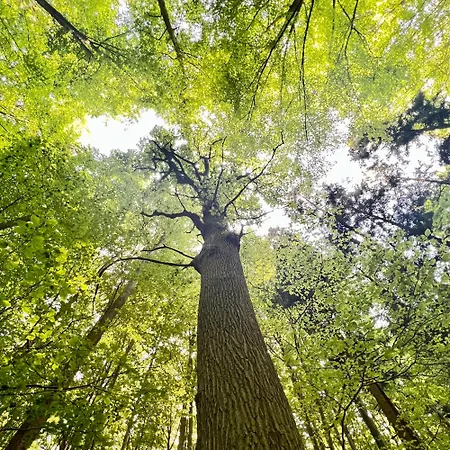 Couette-café Bois De Hal Braine-lʼAlleud