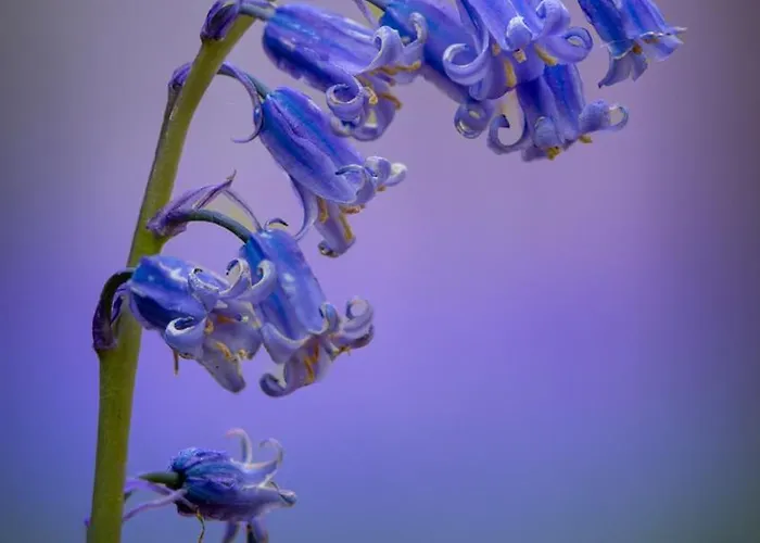 Bois De Hal ベッド・アンド・ブレックファスト