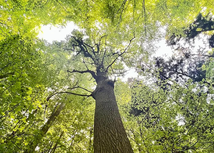 ベッド・アンド・ブレックファスト Bois De Hal ブレン・ラルー