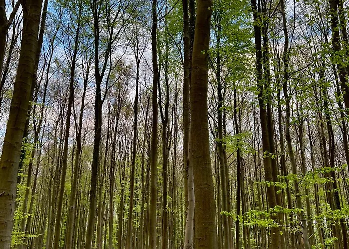 Bois De Hal ブレン・ラルー